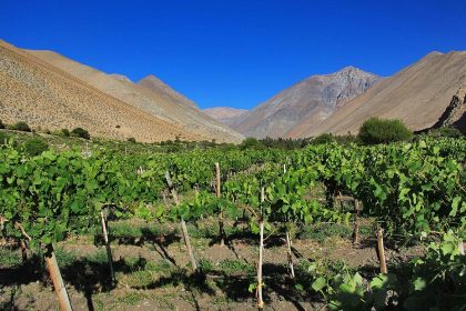 Celebran 87 años de Denominación de Origen Pisco