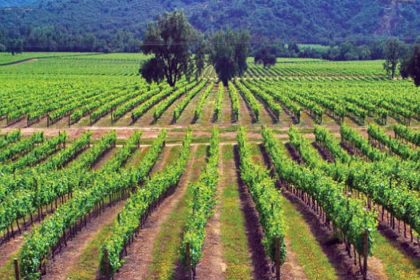 Exportaciones de vinos cierran arriba un año de baja