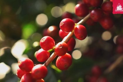 Invitación a degustar el café con los oídos