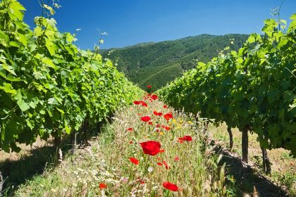 Fiesta virtual de la vendimia en Colchagua
