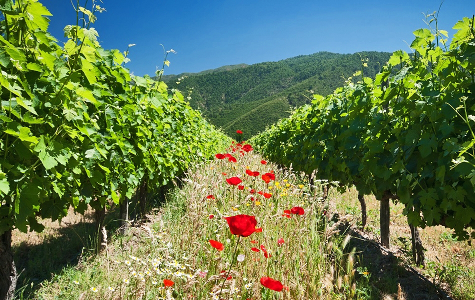 Fiesta virtual de la vendimia en Colchagua