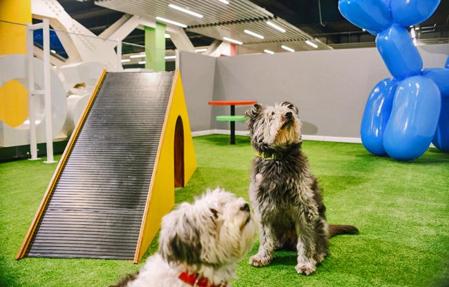 Vertice Pets Publimark