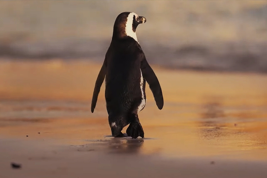 Penguin Random House elimina el plástico de los libros