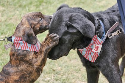 El patrocinio de Fiat a la adopción animal en Chile
