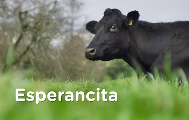 Colun esperancita Publimark