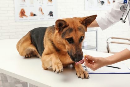 Pasos de Ludipek en el mercado de productos para mascotas