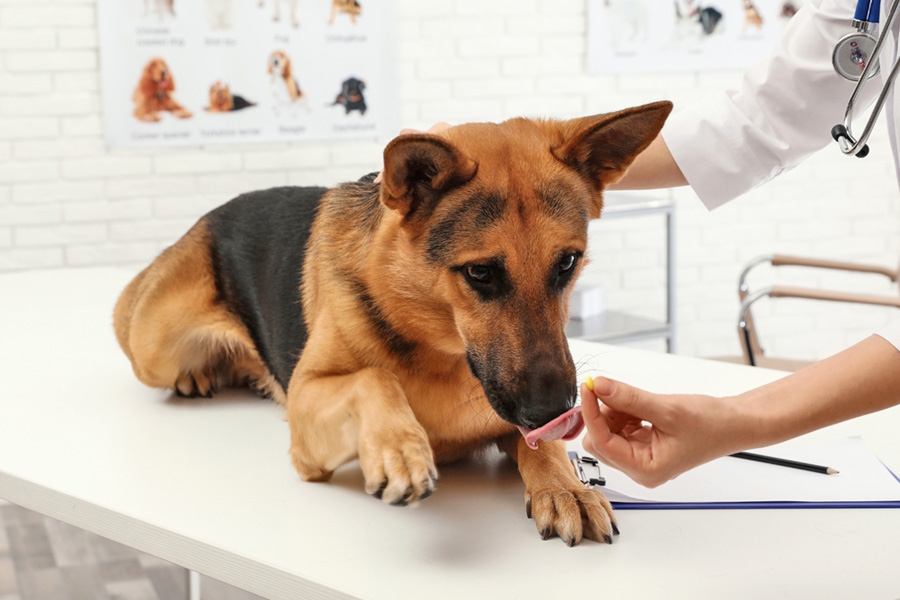 Pasos de Ludipek en el mercado de productos para mascotas