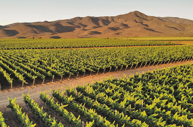 CyT marcas de vino Publimark