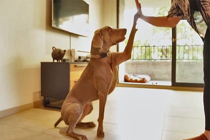 Poema sigue la tendencia de sofisticar la alimentación de mascotas
