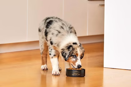 Purina Pro Plan introdujo en Chile probiótico veterinario FortiFlora
